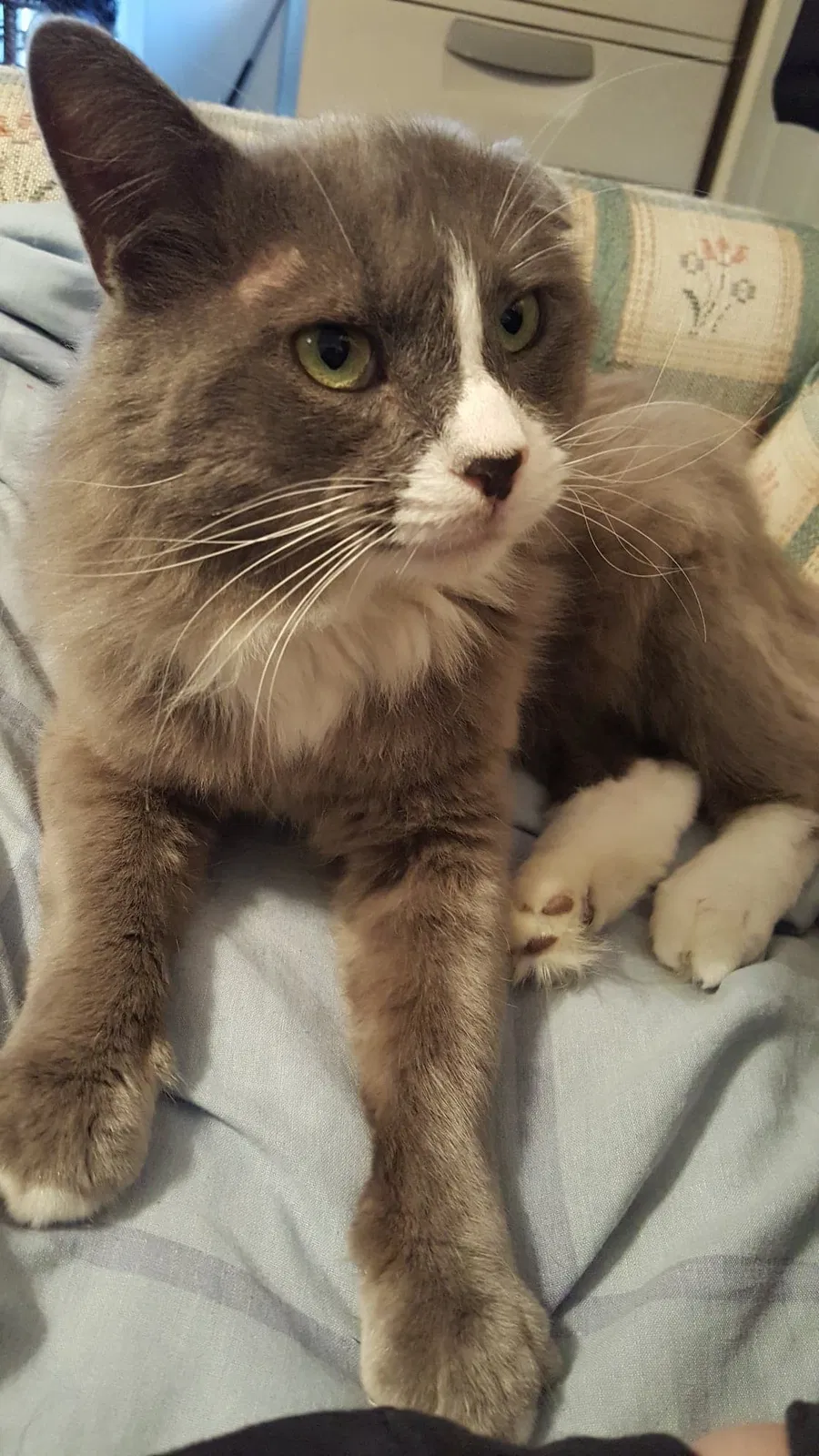 Lost cat in Arden, NC, 28704