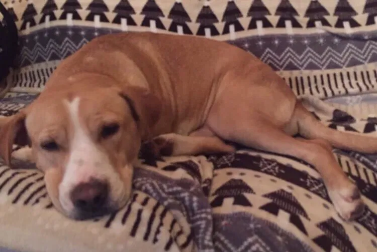 Lost dog in Florence, MS, 39073