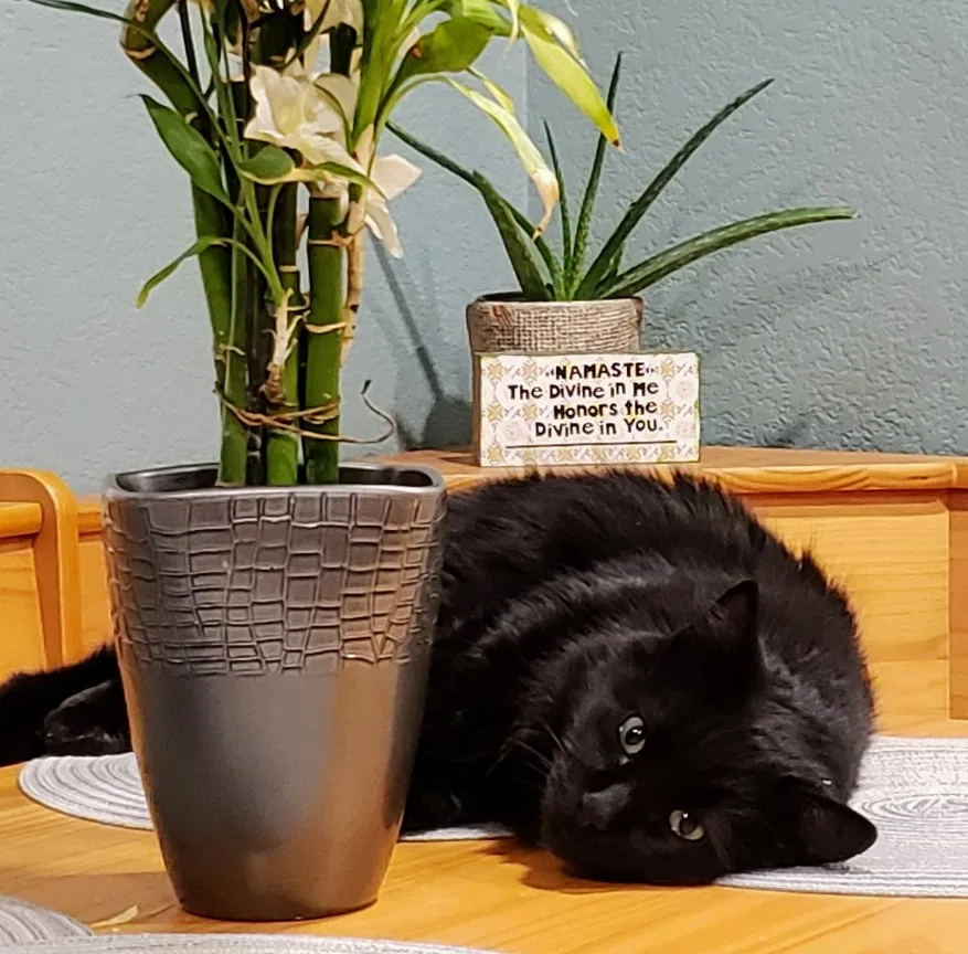 Lost cat in Henderson, CO, 80640