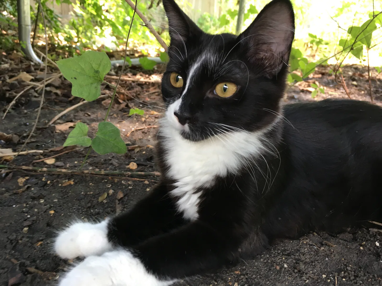 Lost cat in Carrollton, TX, 75006