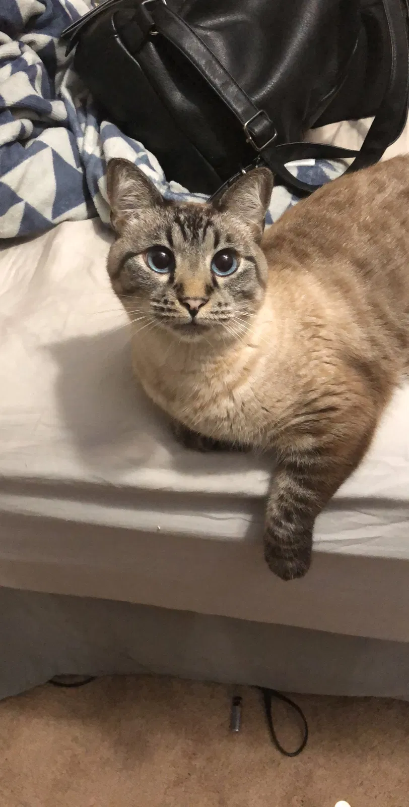 Lost cat in Pompano Beach, FL, 33076