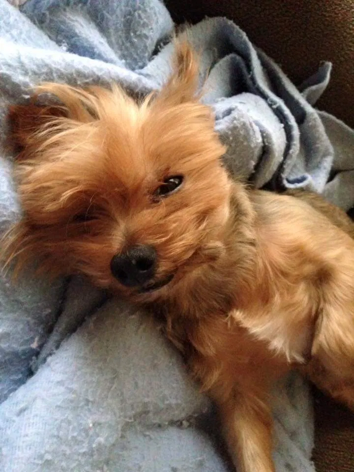 Lost dog in Rome, GA, 30161