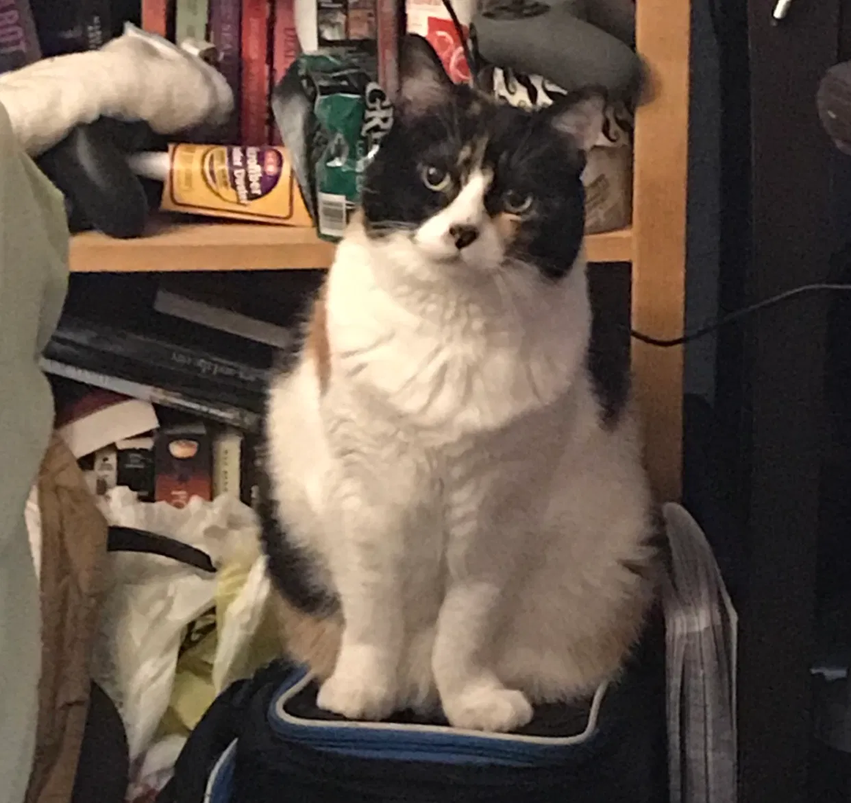 Lost cat in Longview, TX, 75604