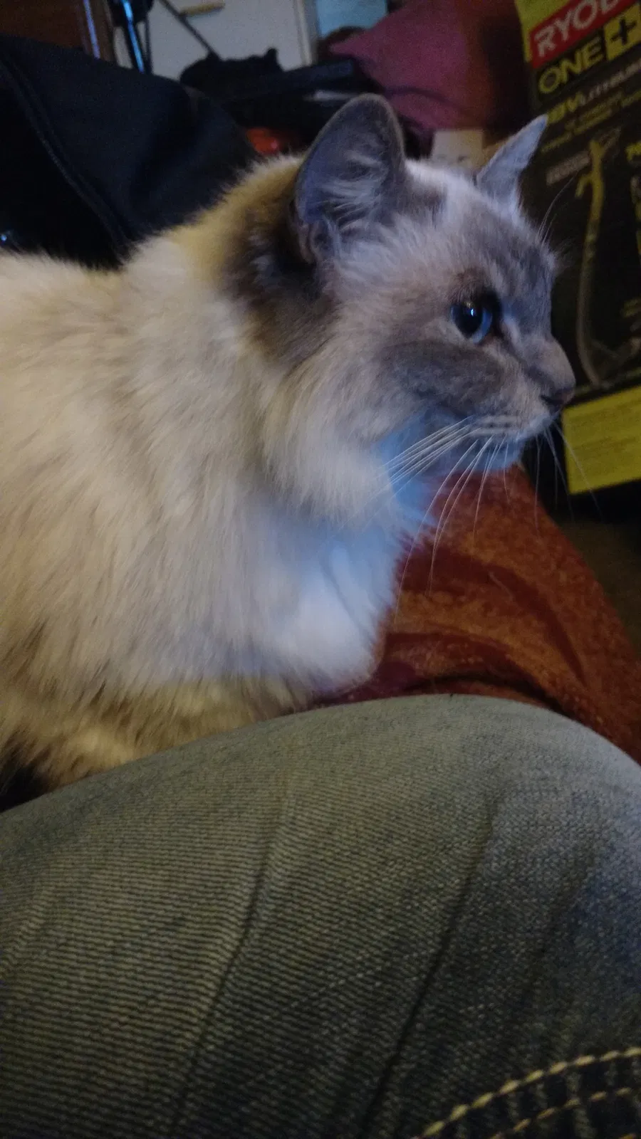 Lost cat in Coopersville, MI, 49404