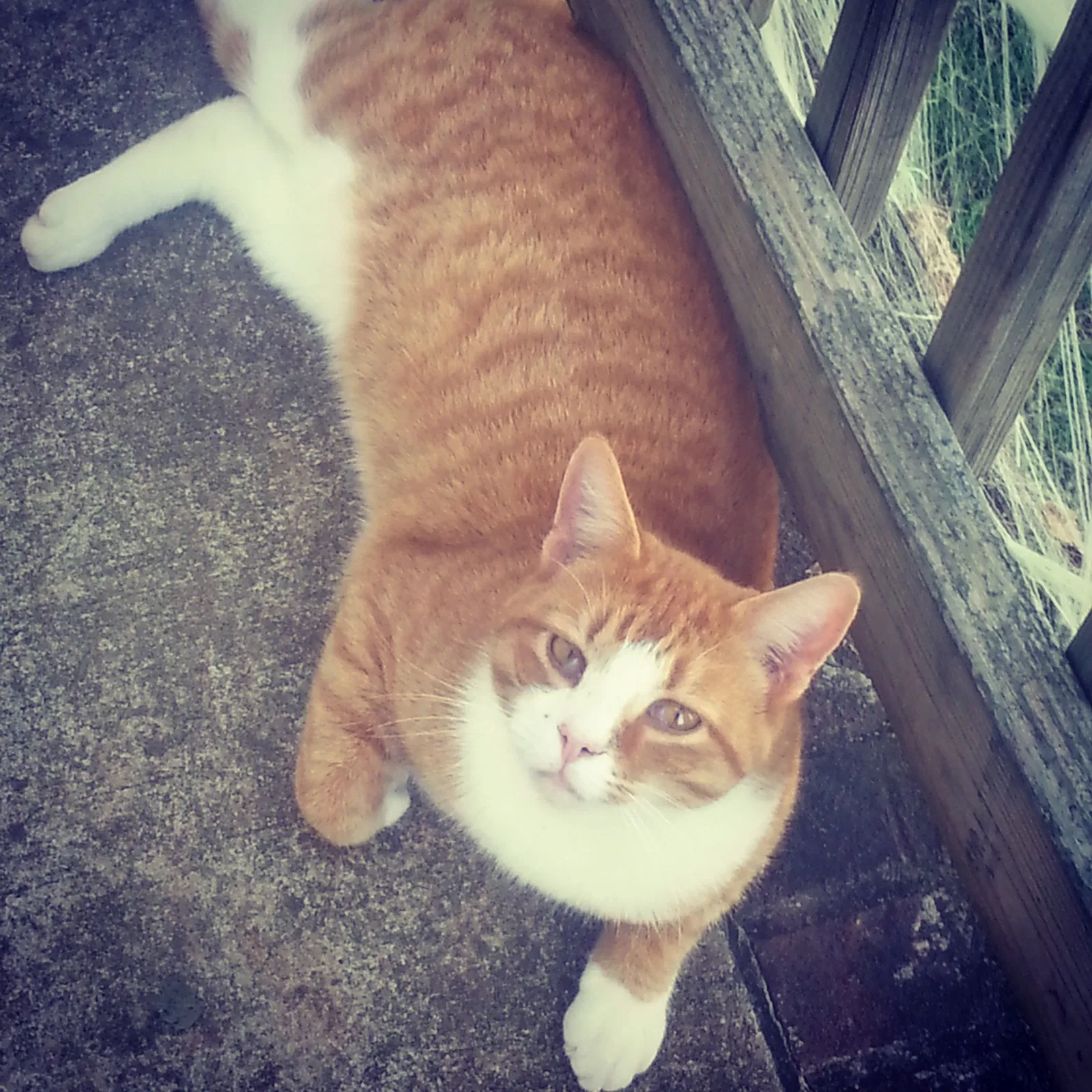 Lost cat in Campobello, SC, 29322
