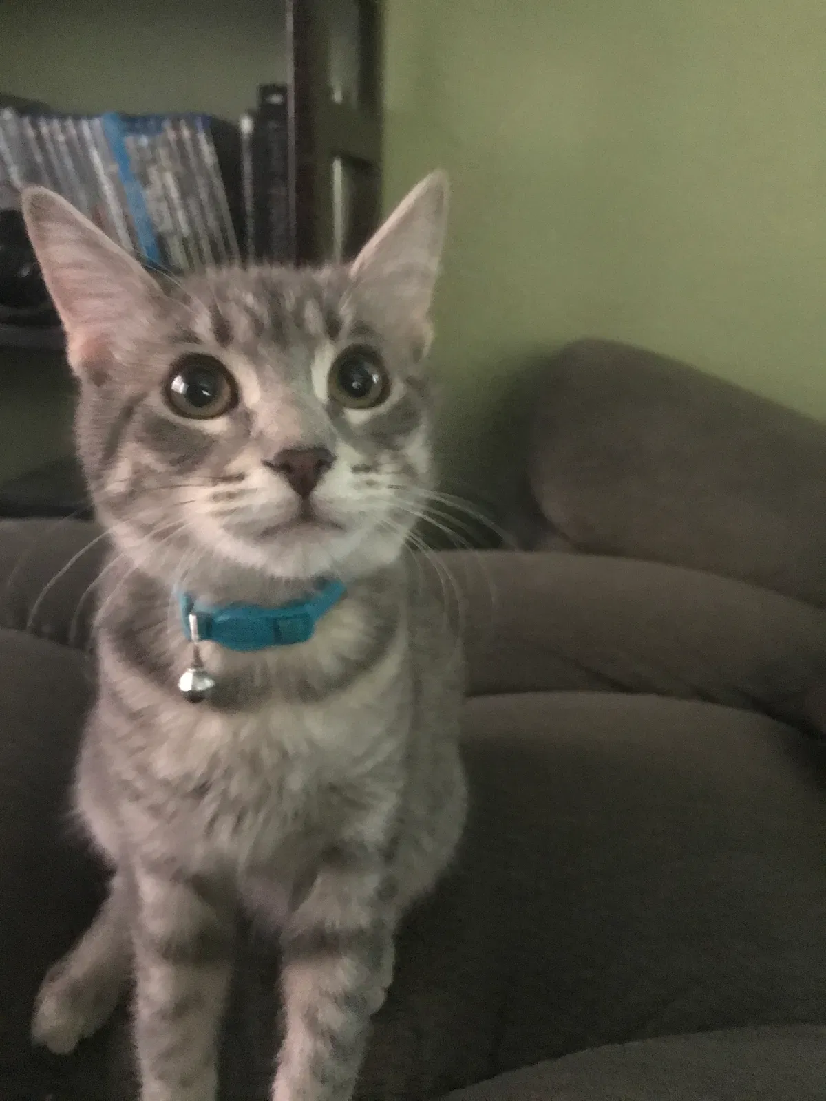 Lost cat in Missoula, MT, 59802
