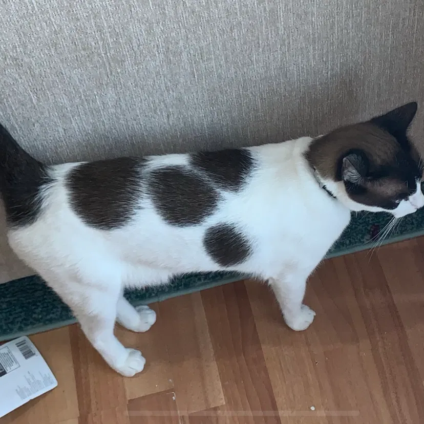 Lost cat in Sherman, TX, 75090