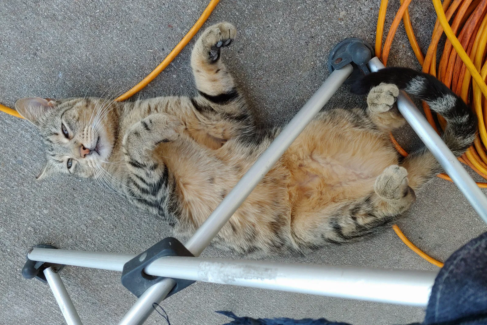 Lost cat in Round Rock, TX, 78665