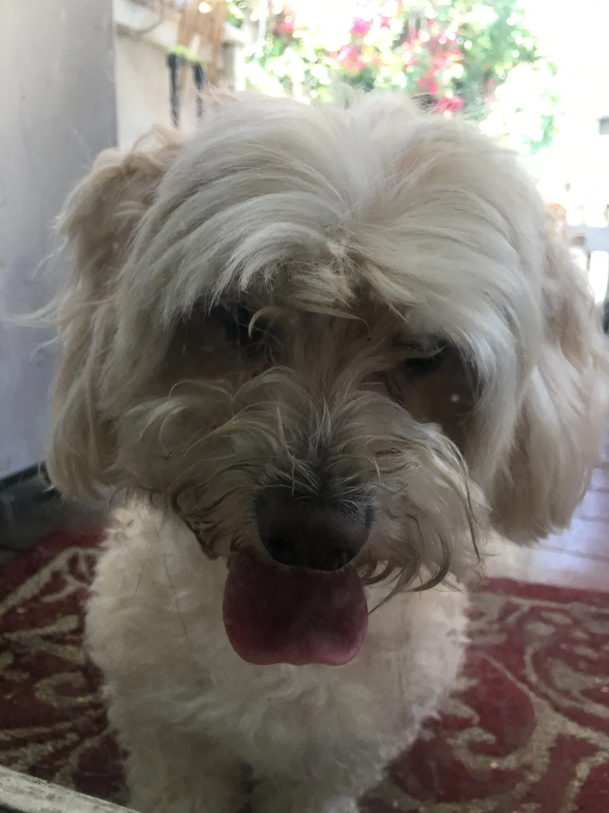 Found dog in Winnetka, CA, 91306