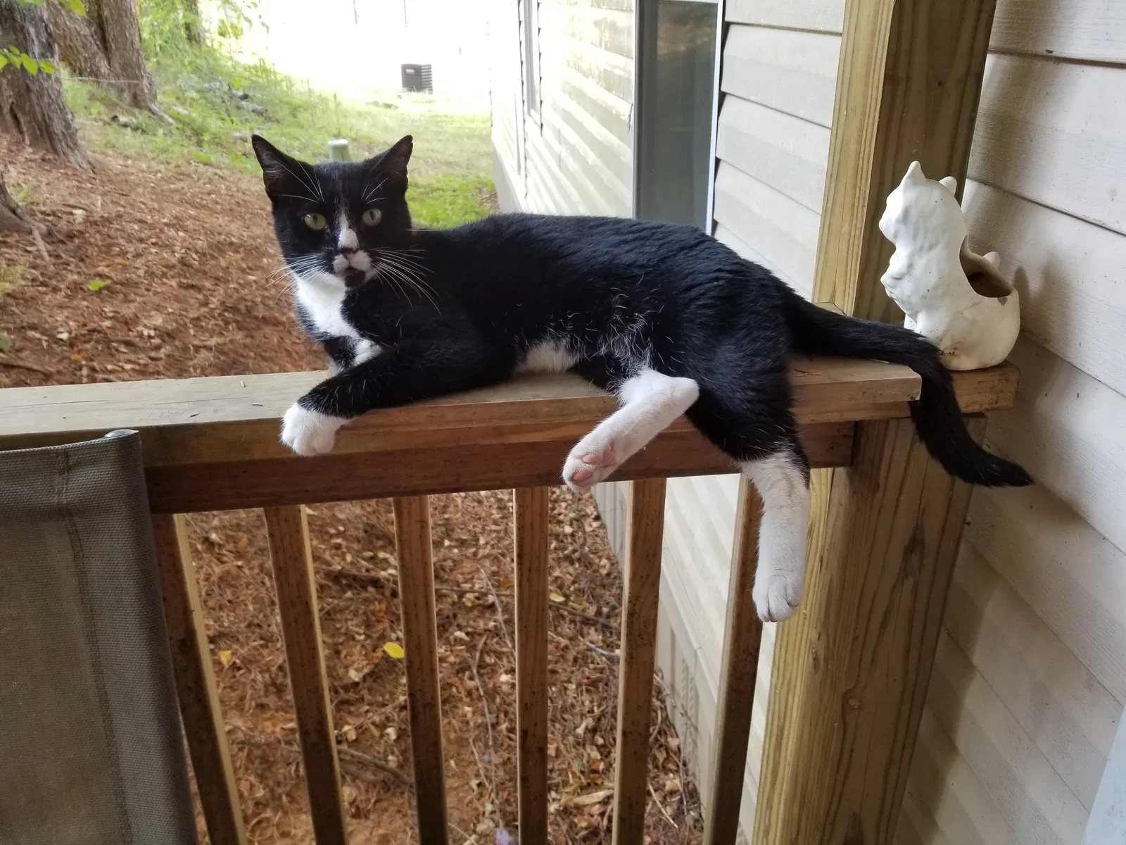 Lost cat in Trussville, AL, 35173