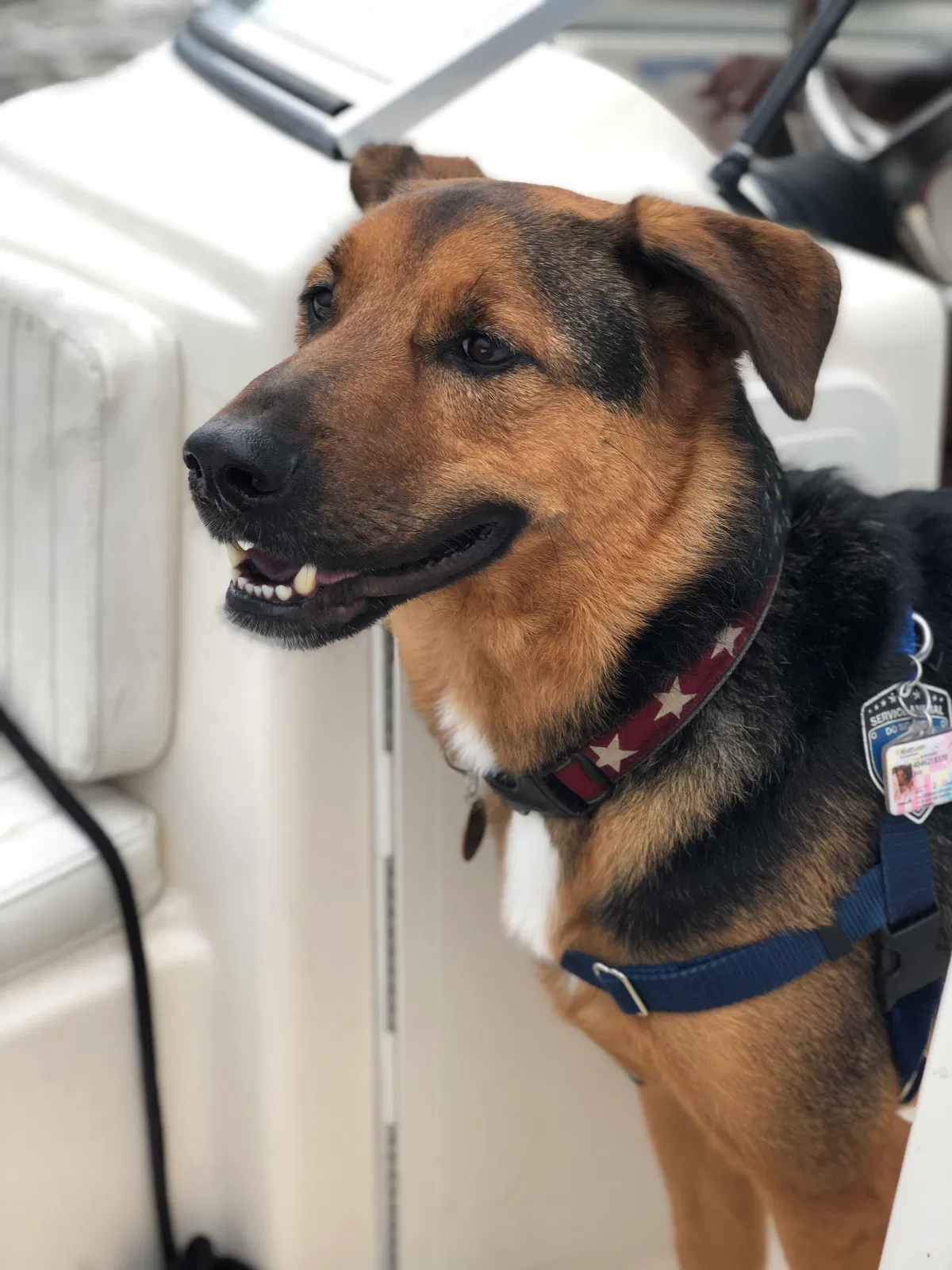 Lost dog in Bowie, MD, 20715