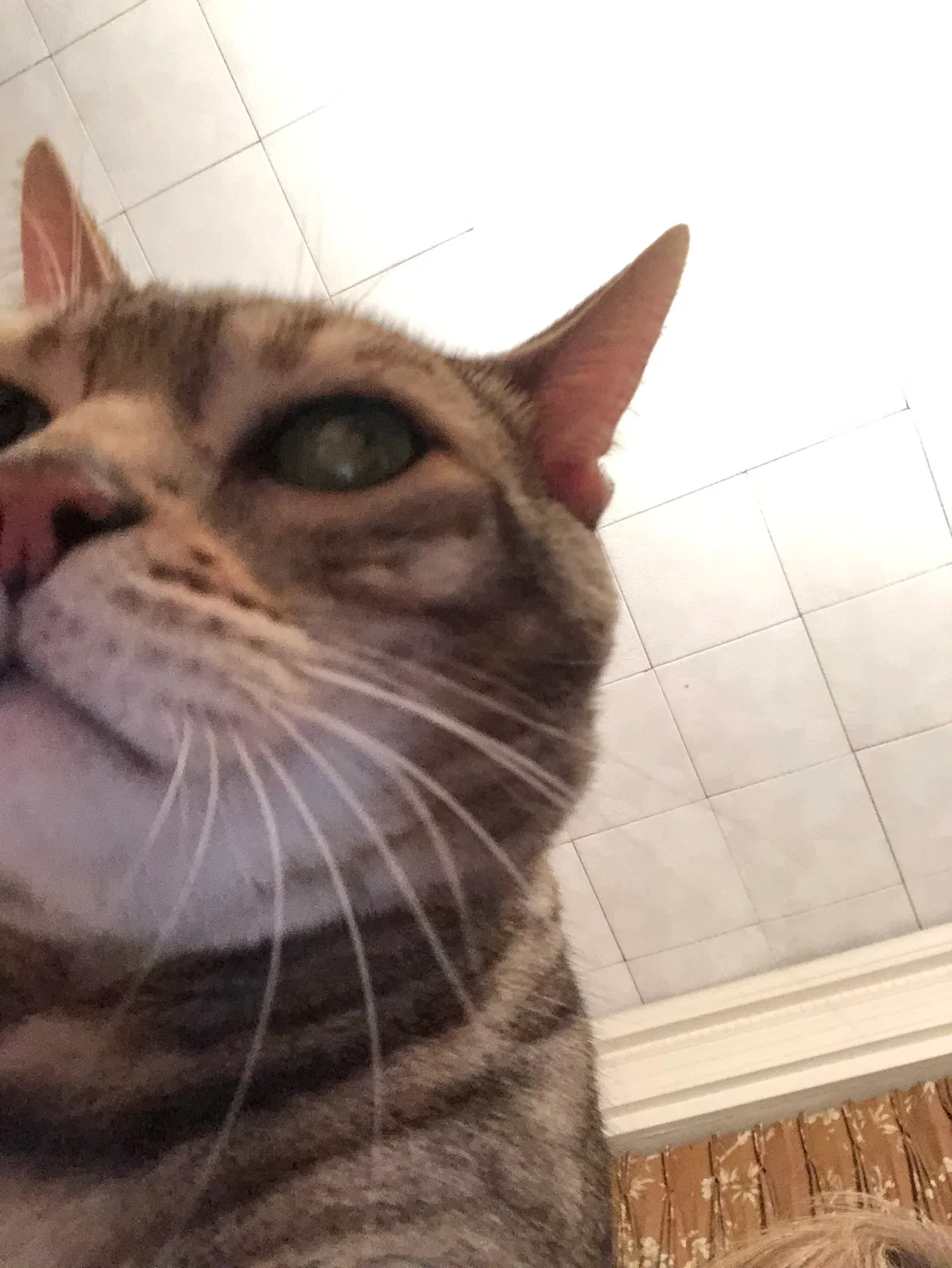 Found cat in Mountville, PA, 17554