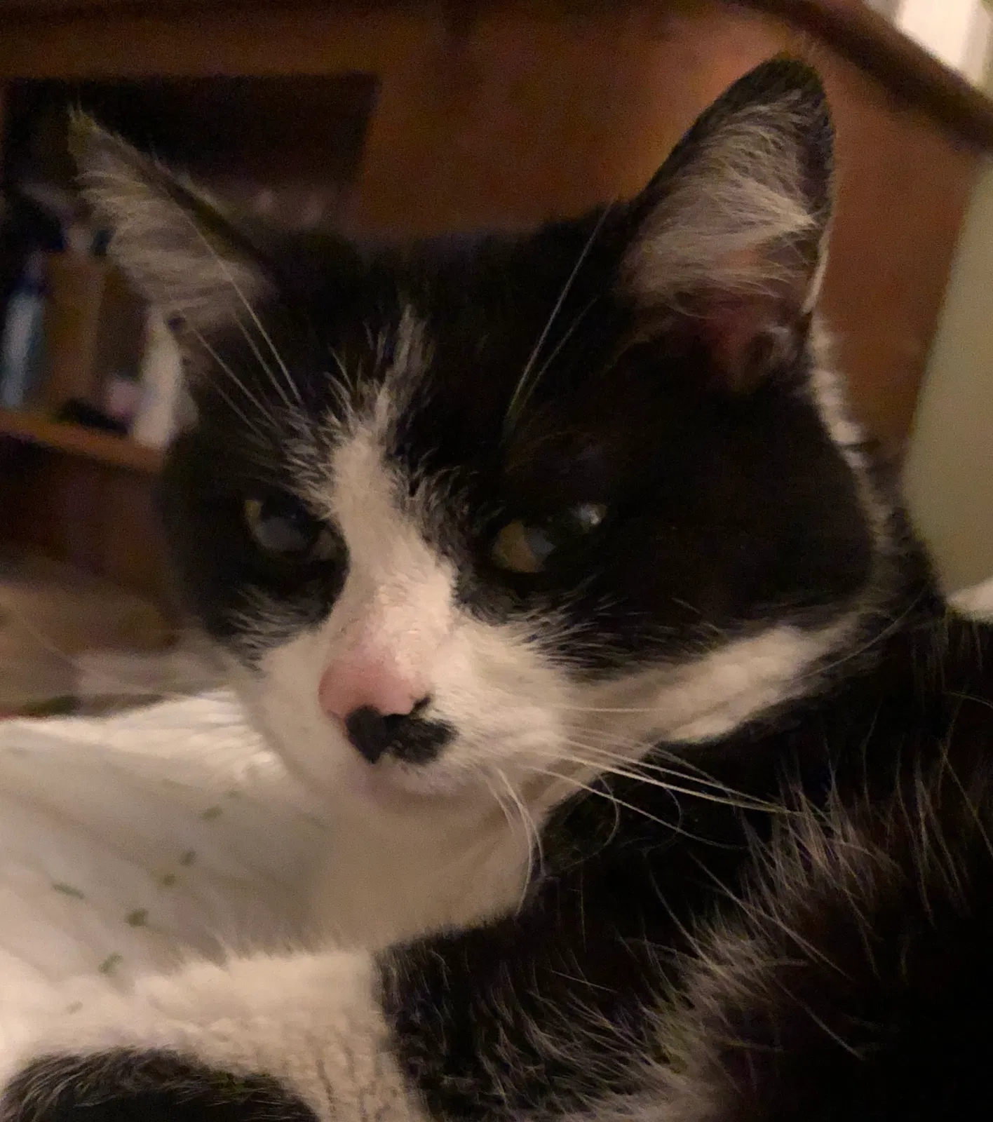 Lost cat in Nashville, TN, 37209