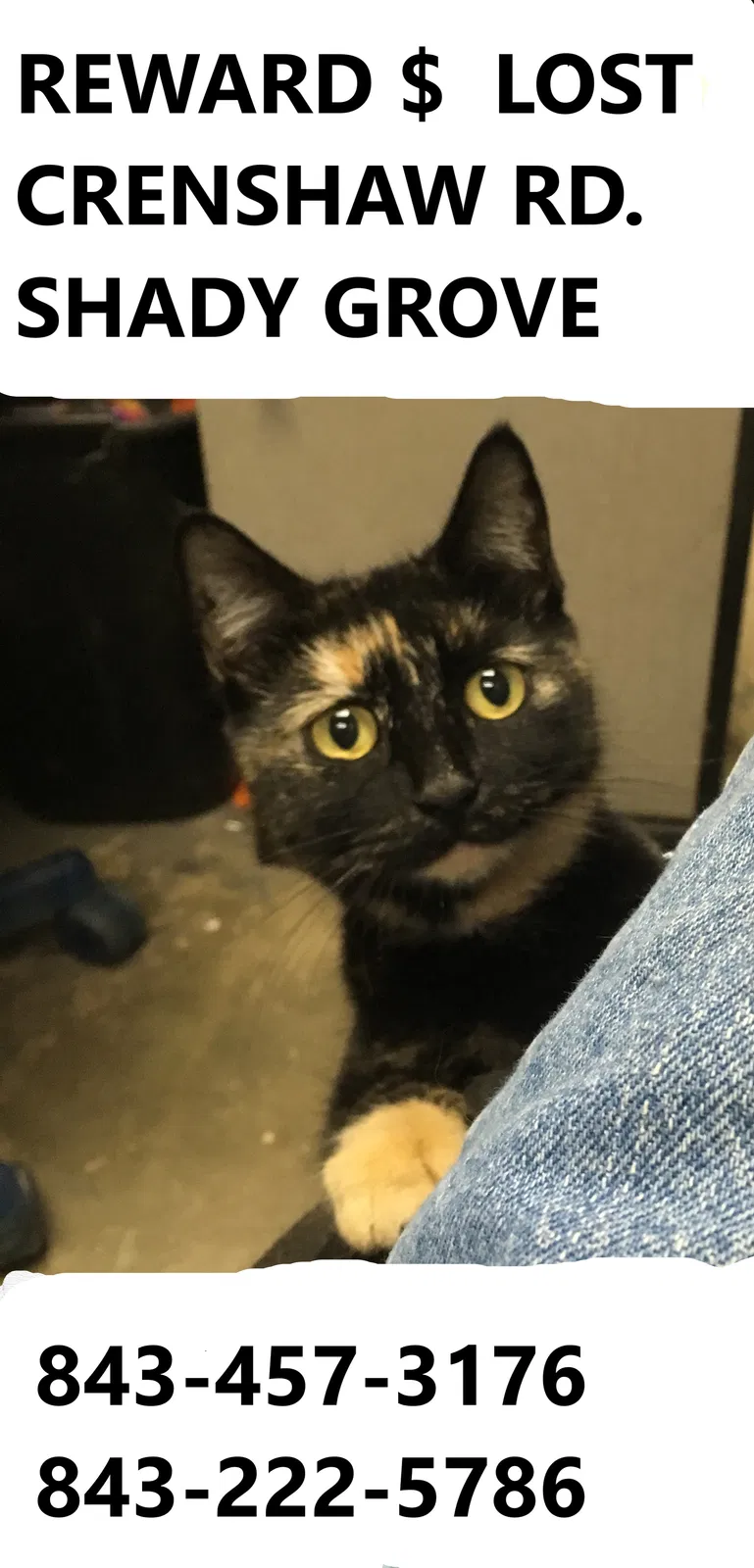Lost cat in Sunset, SC, 29685