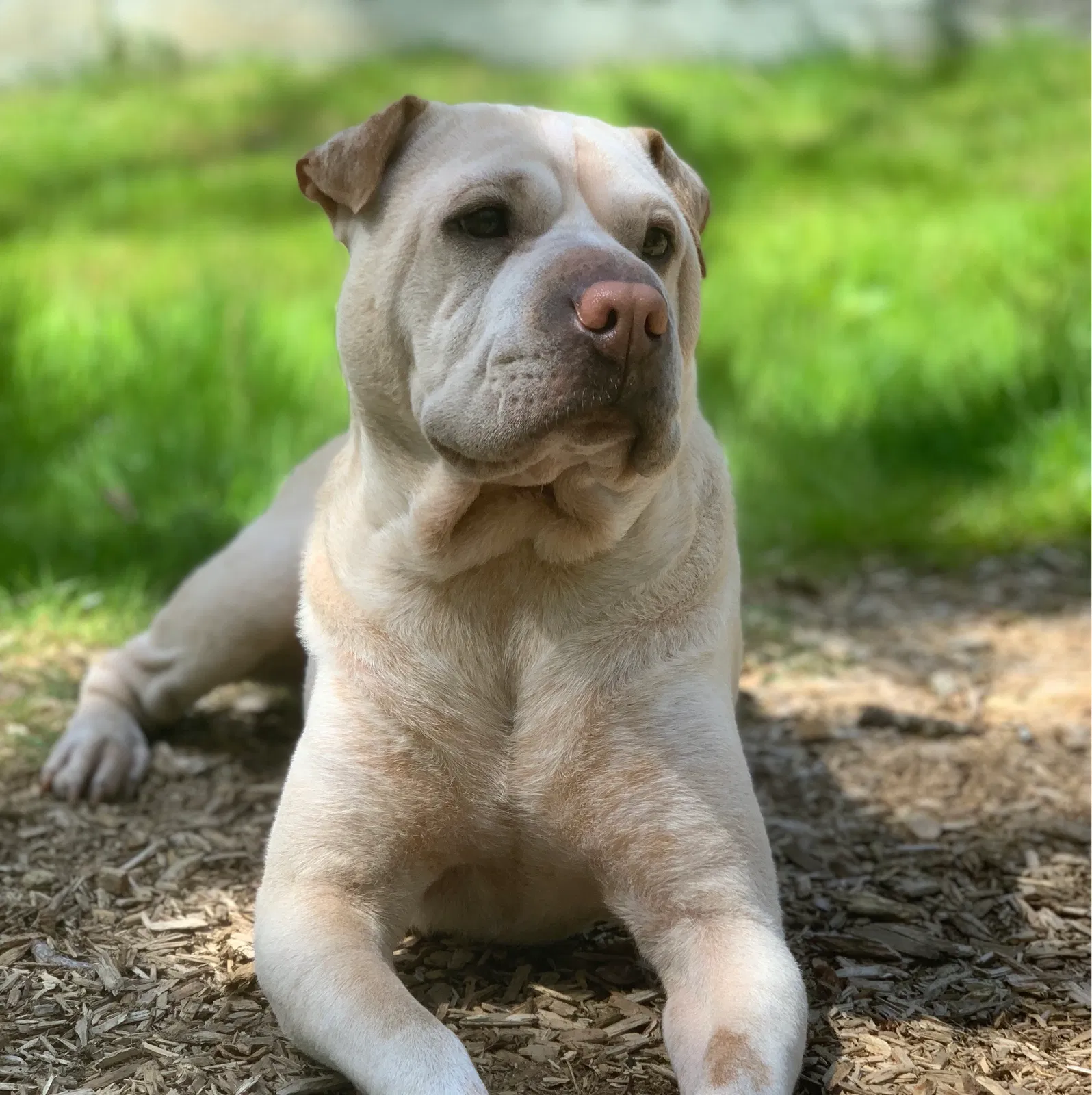 Lost dog in Lynnwood, WA, 98087