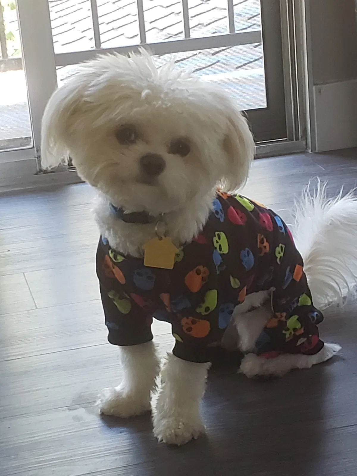 Lost dog in Chino Hills, CA, 91709