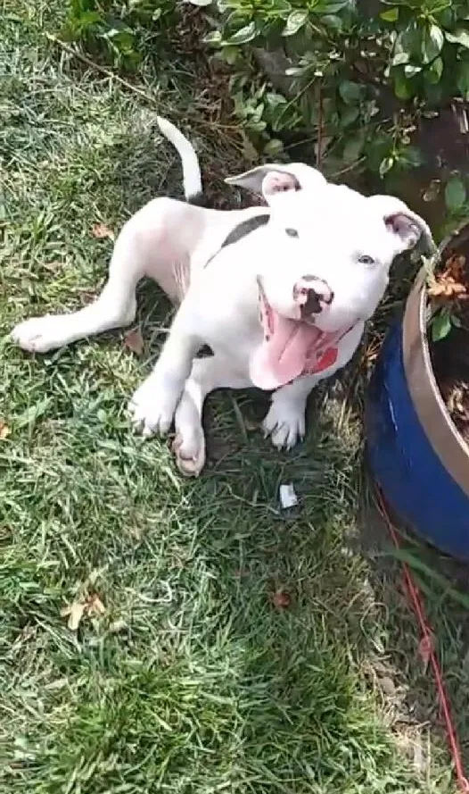 Lost dog in Portsmouth, VA, 23701