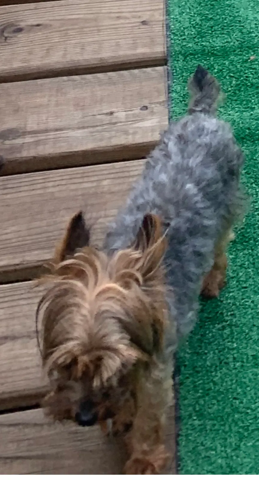 Lost dog in Darby, PA, 19023