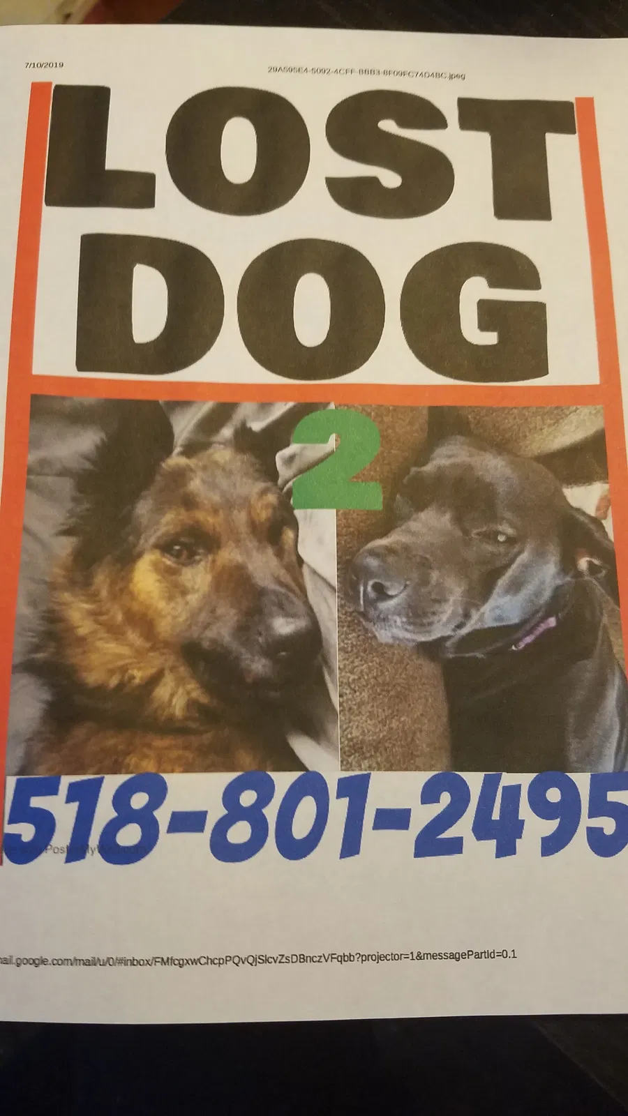 Lost dog in Schenectady, NY, 12302