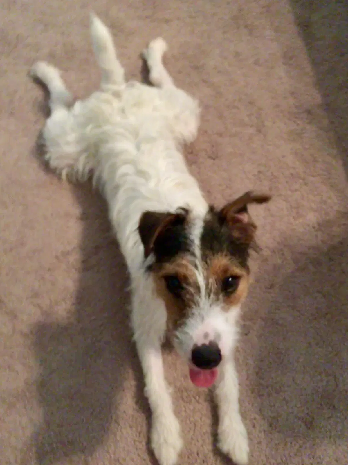 Lost dog in Rome, GA, 30165