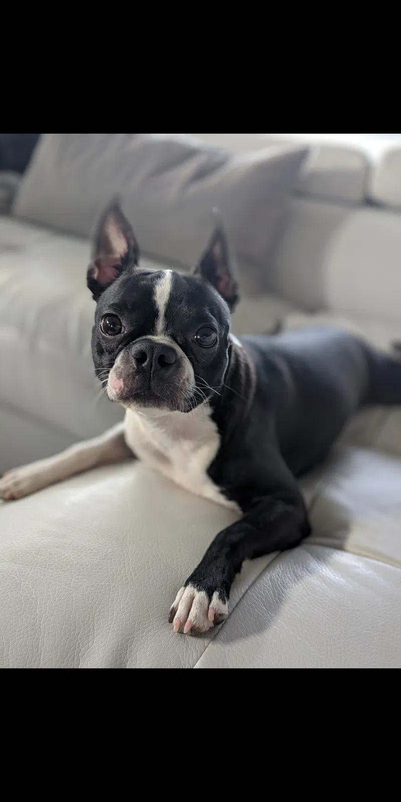 Lost dog in Kennewick, WA, 99338