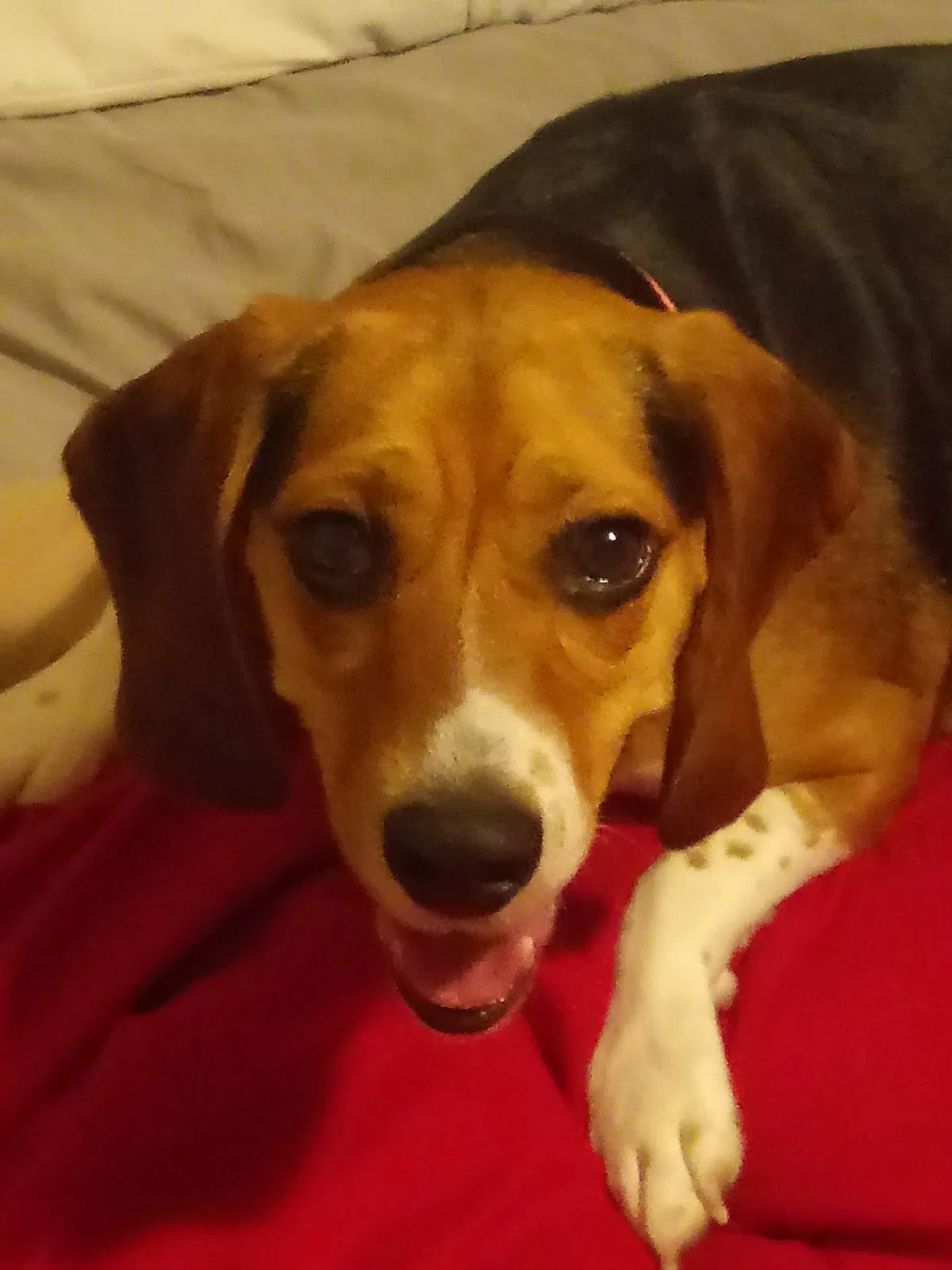Lost dog in Clifton Park, NY, 12065