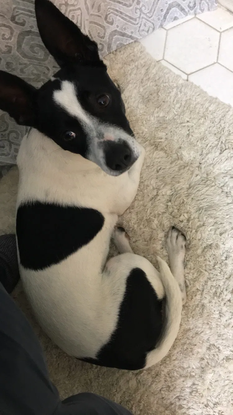 Lost dog in Memphis, TN, 38133