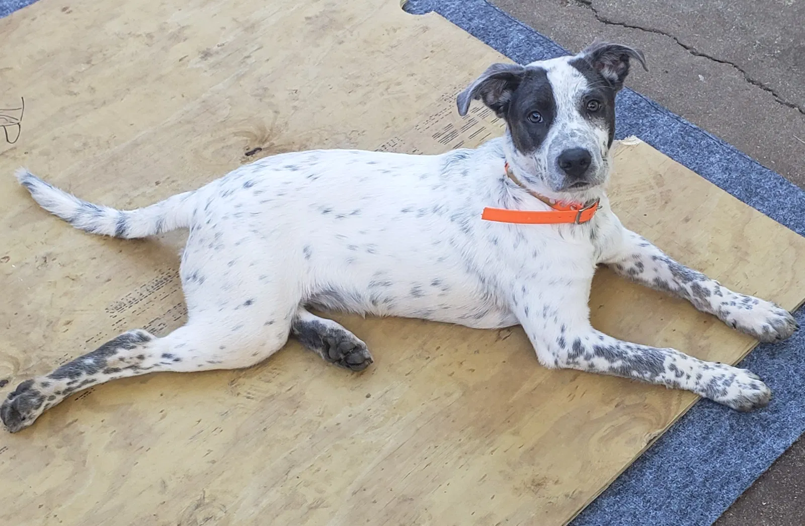 Lost dog in North Little Rock, AR, 72118