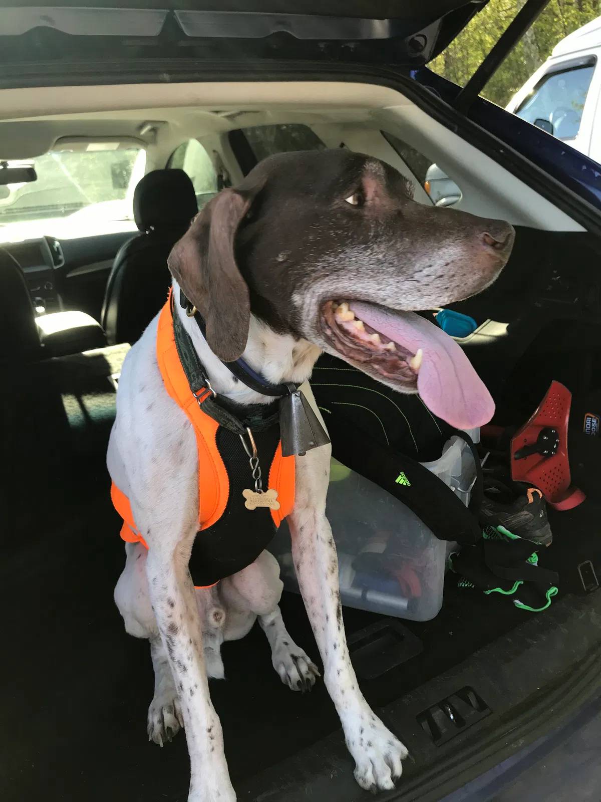 Lost dog in Agawam, MA, 1001