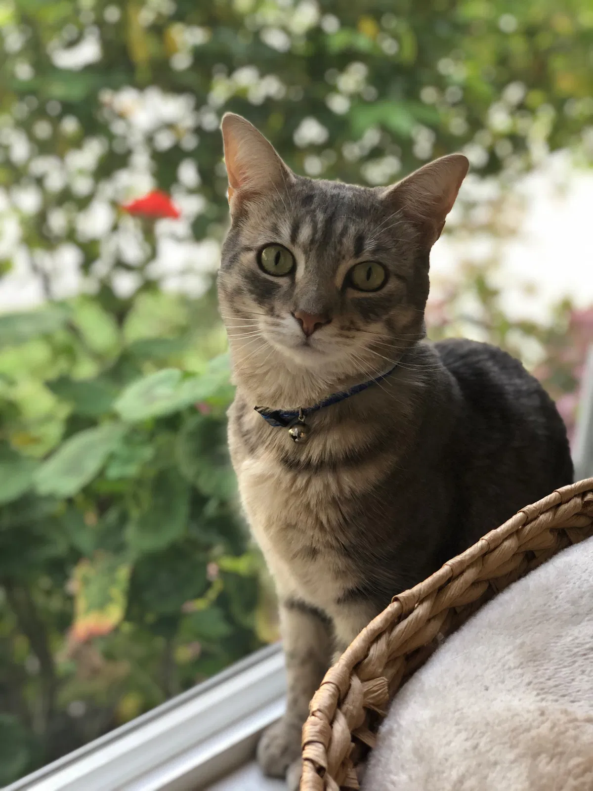 Lost cat in Pleasanton, CA, 94566
