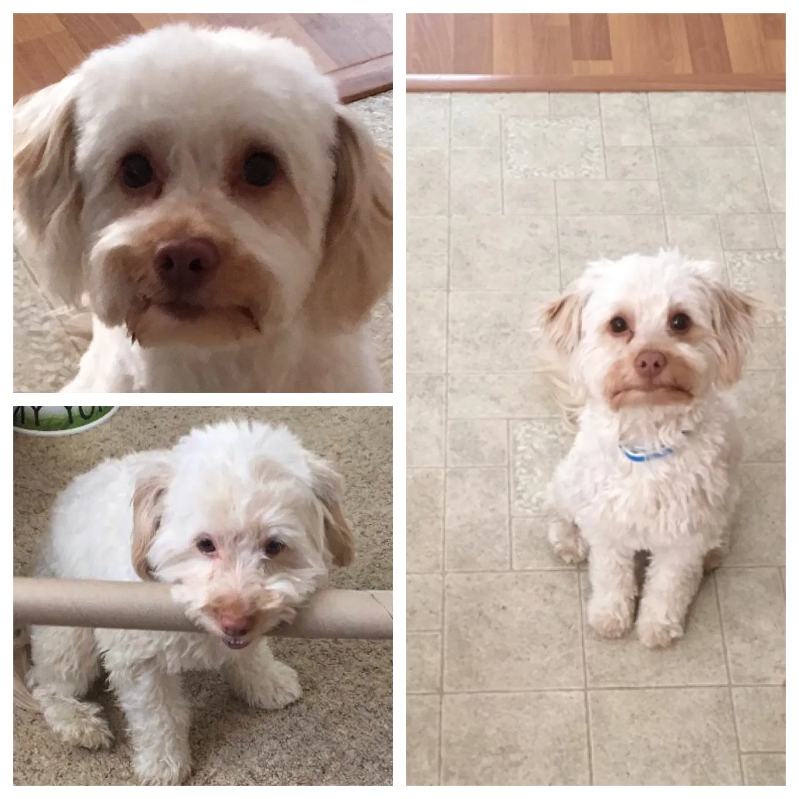 Lost dog in Pittsburg, CA, 94565