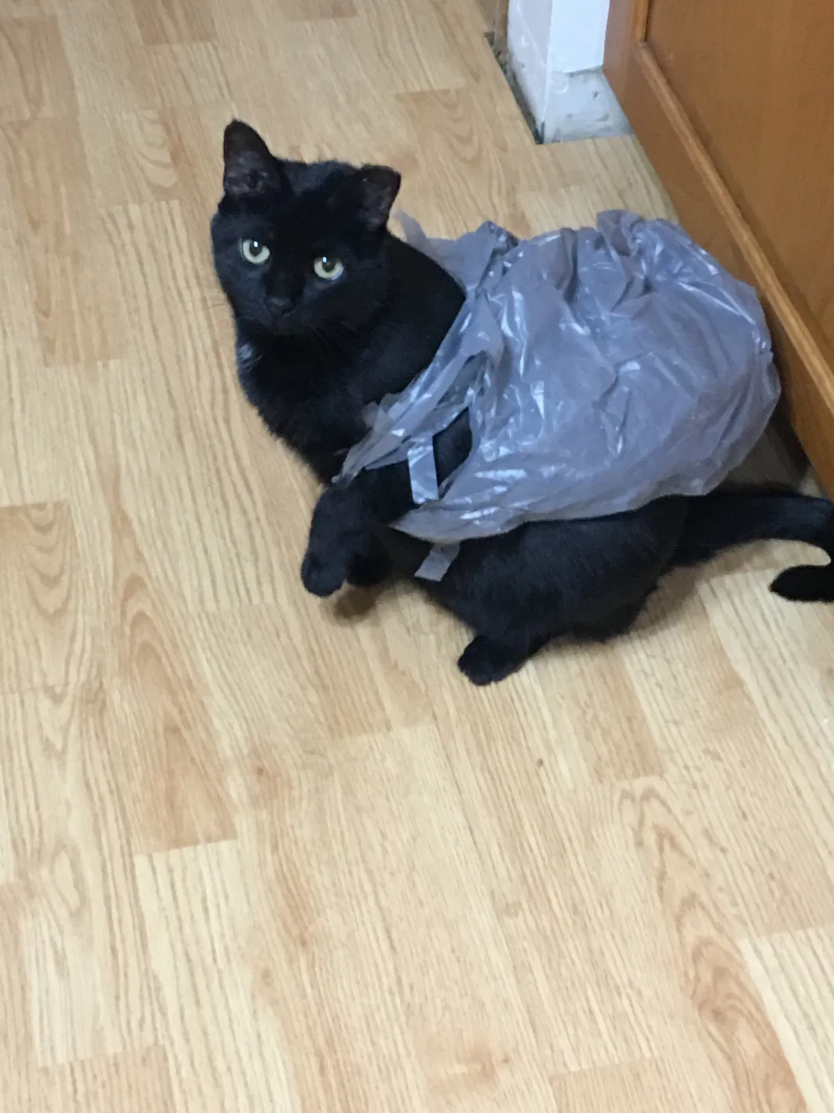 Lost cat in West Mansfield, OH, 43358