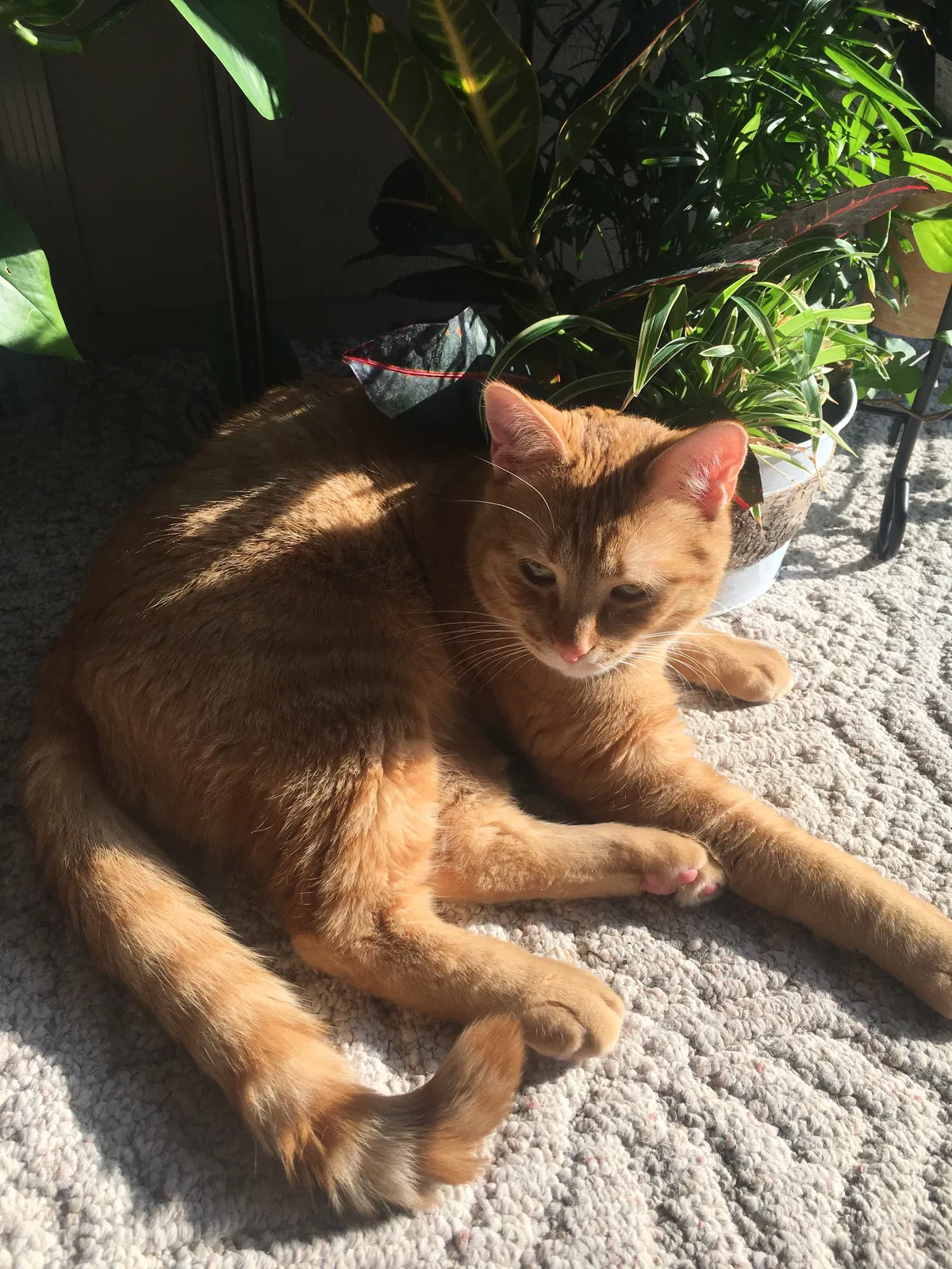 Lost cat in Fort Wayne, IN, 46806