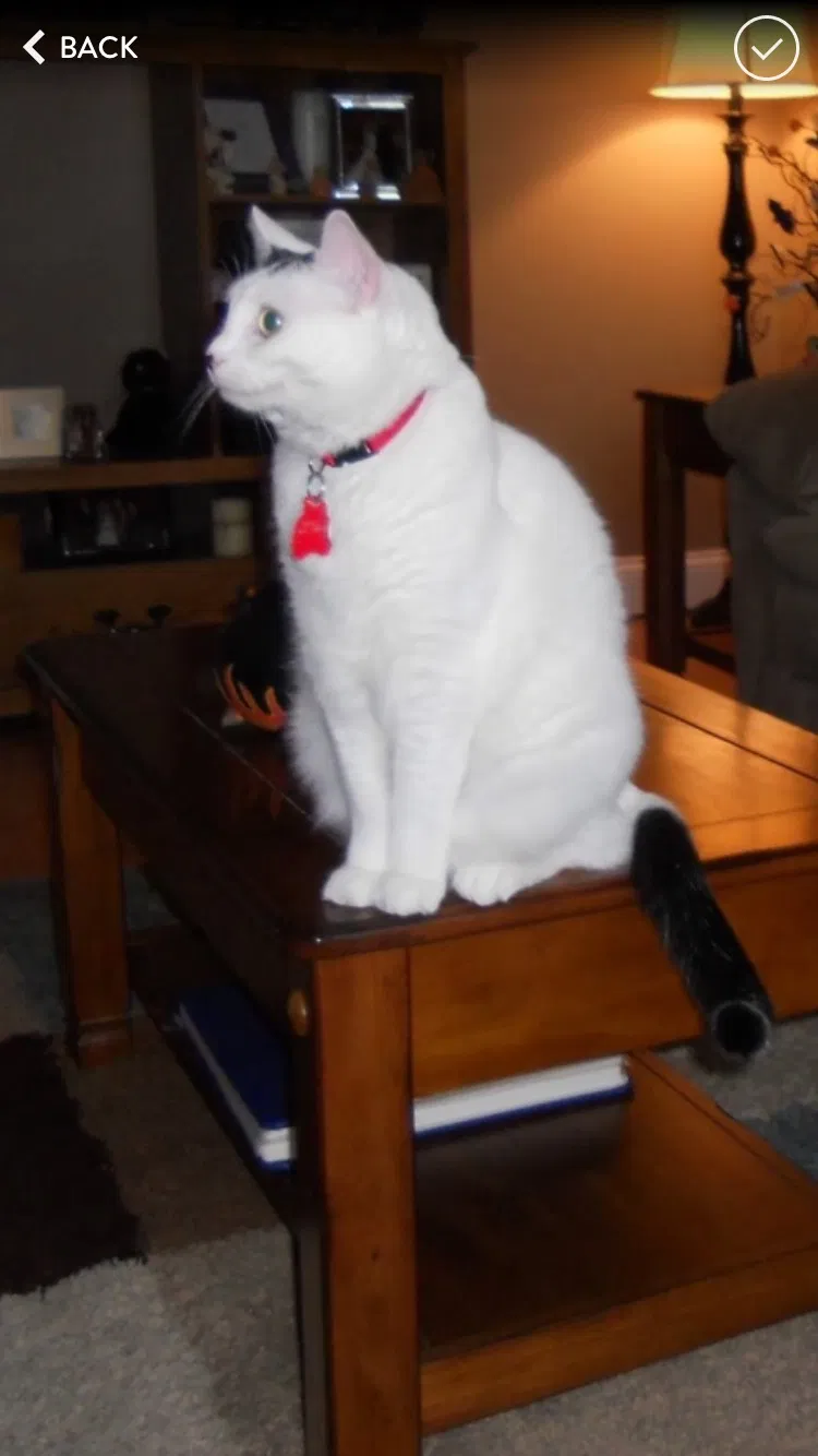 Lost cat in Lincoln, NE, 68506