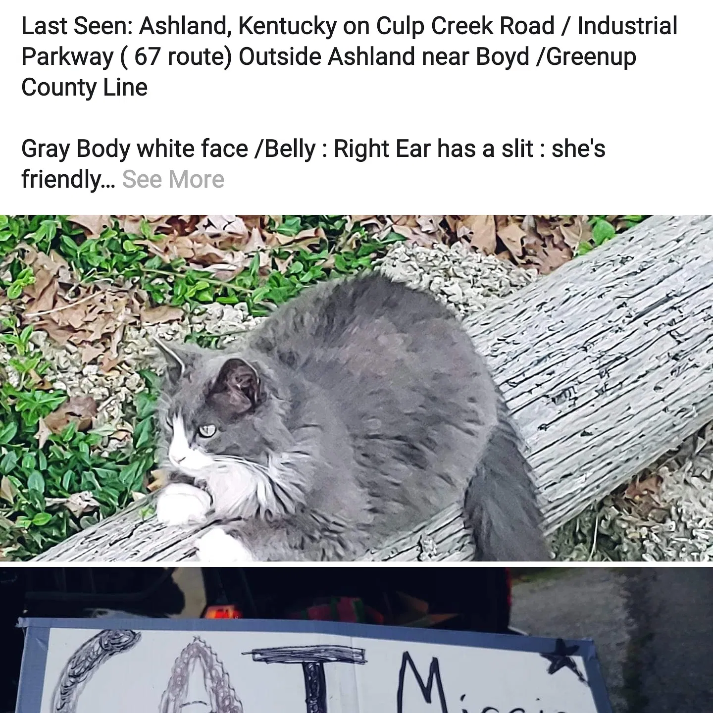 Lost cat in Ashland, KY, 41101
