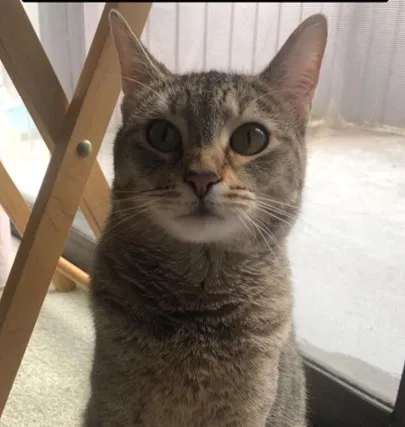 Lost cat in Issaquah, WA, 98029