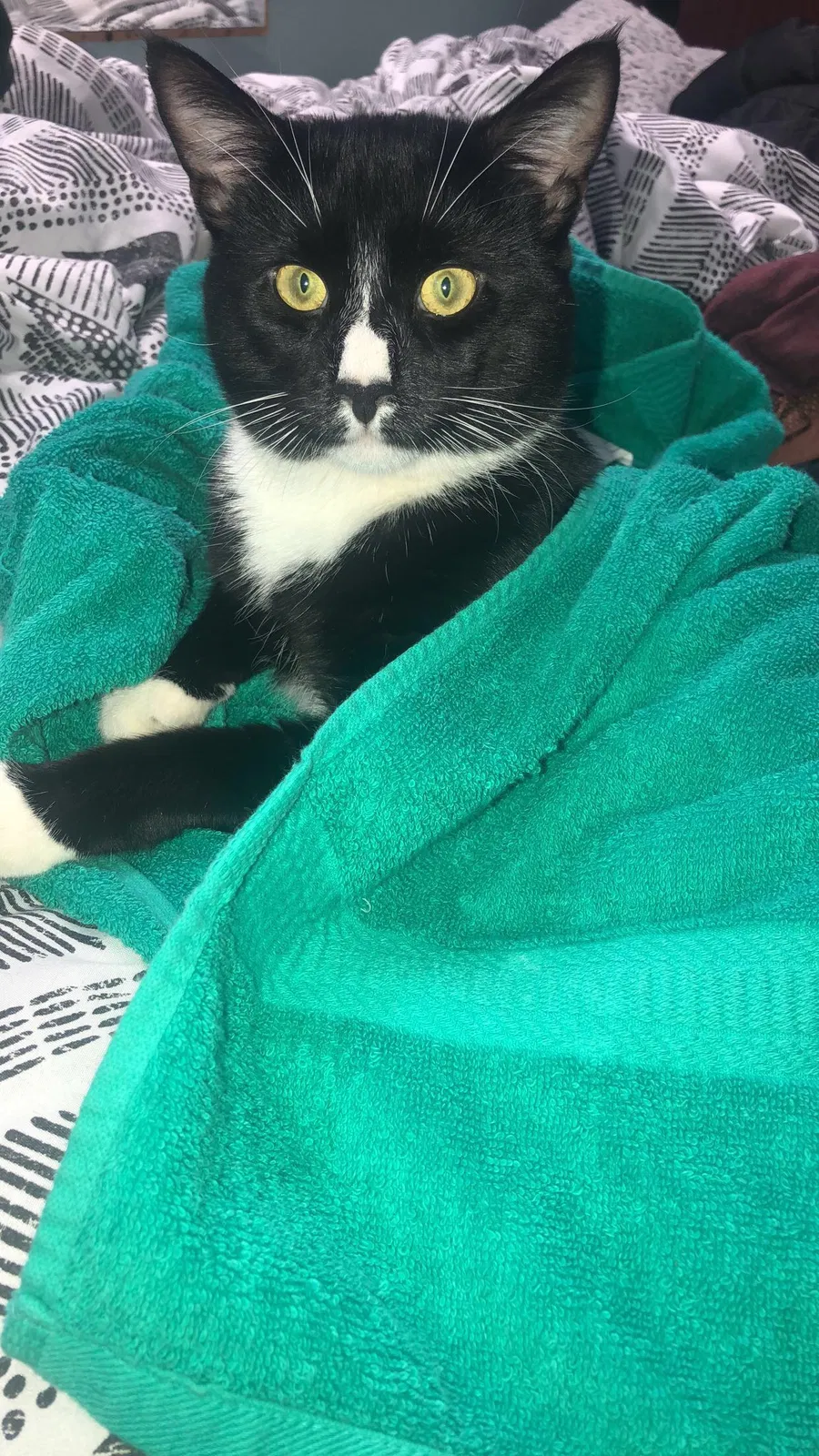 Lost cat in Union City, NJ, 7087