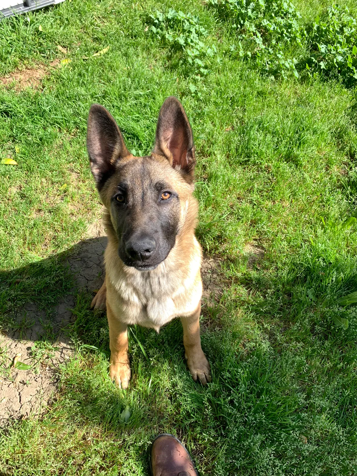 Lost dog in Woodland, CA, 95695