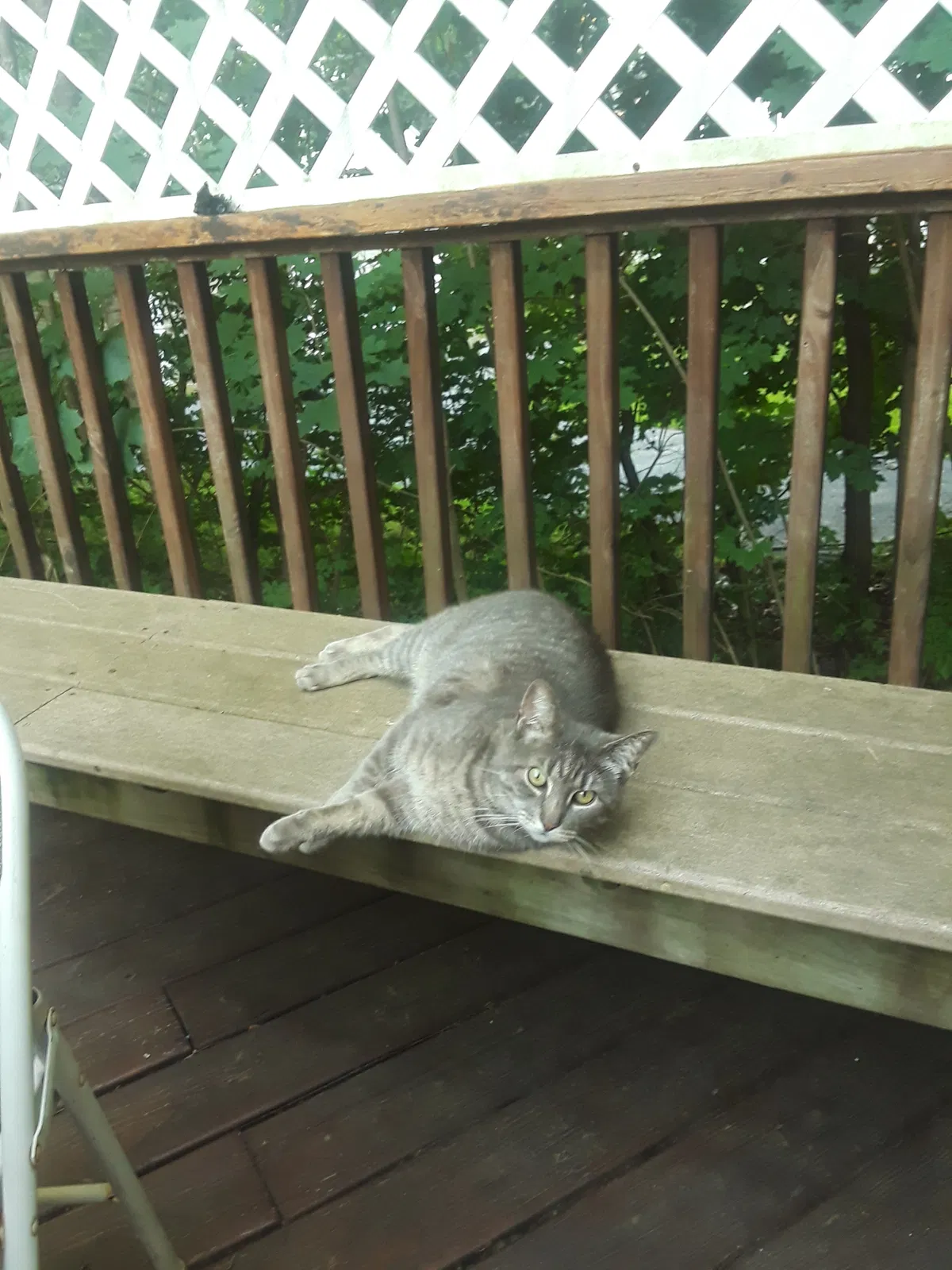 Lost cat in Fitchburg, MA, 1420