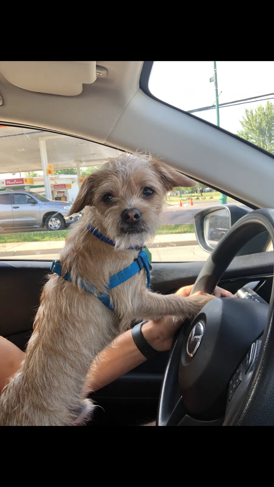 Lost dog in Plainfield, IL, 60585