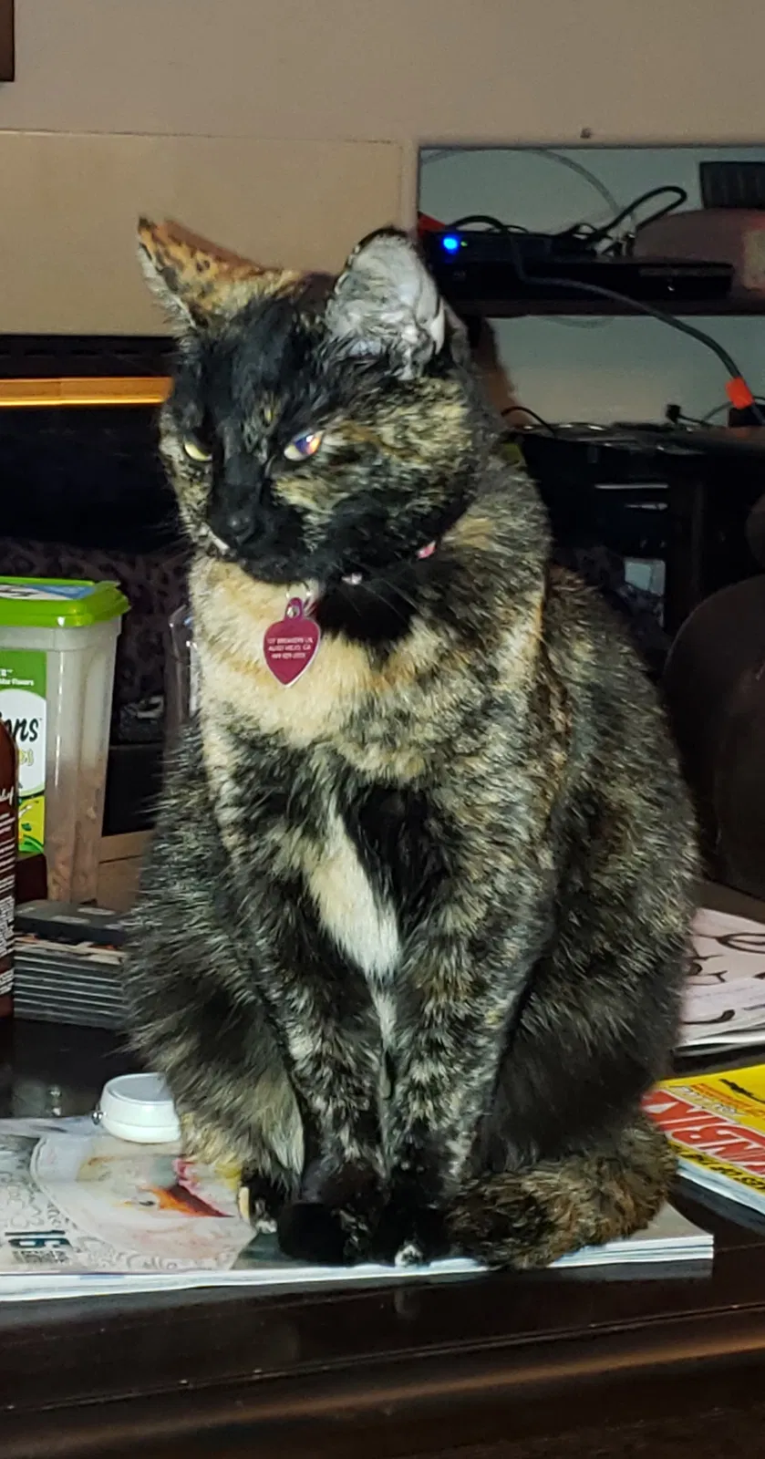 Lost cat in Aliso Viejo, CA, 92656