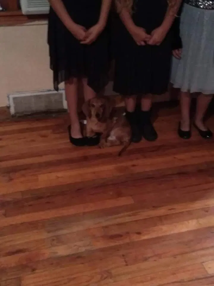 Lost dog in Amarillo, TX, 79107