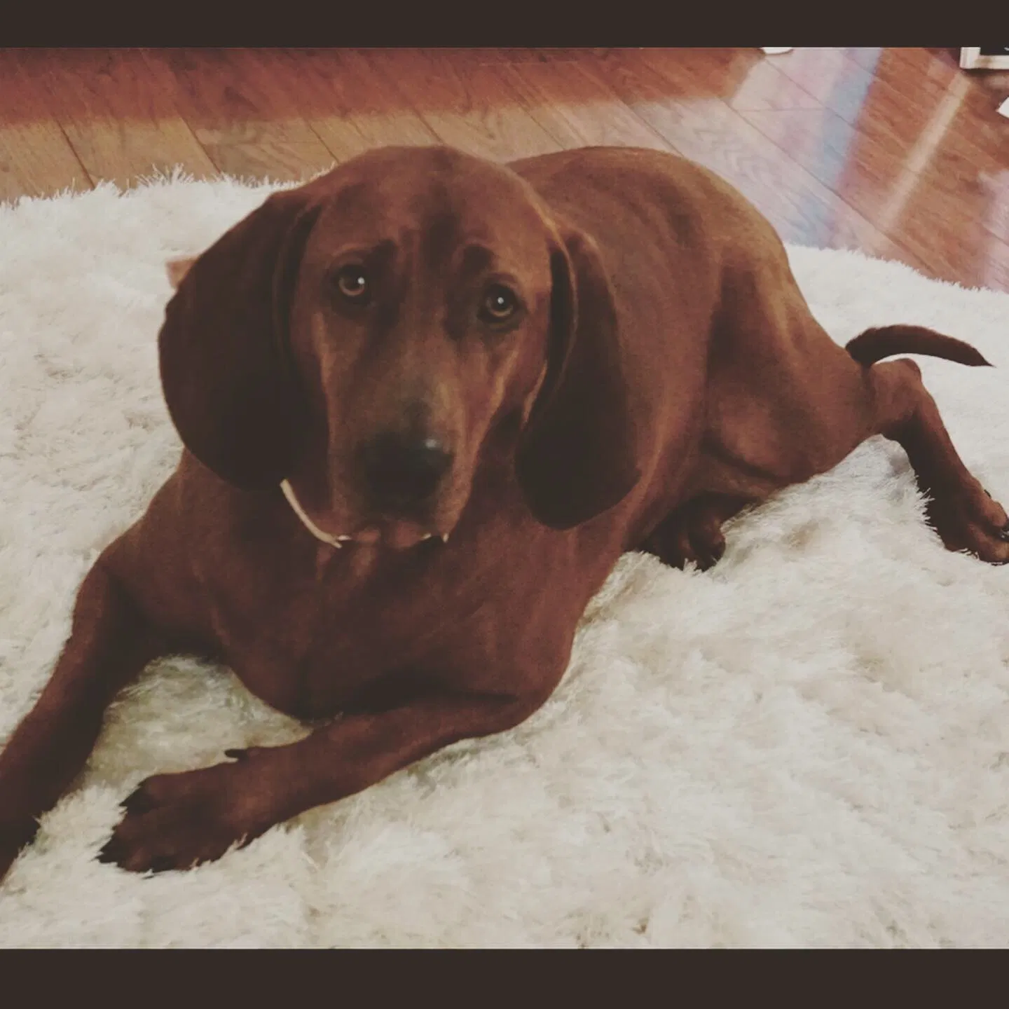 Lost dog in Crofton, KY, 42217