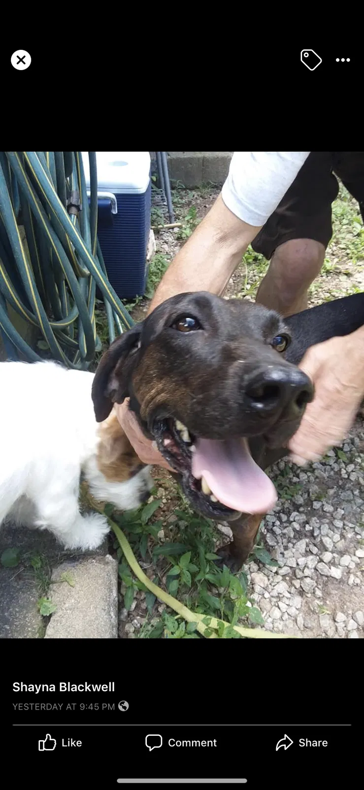 Lost dog in Marietta, SC, 29661