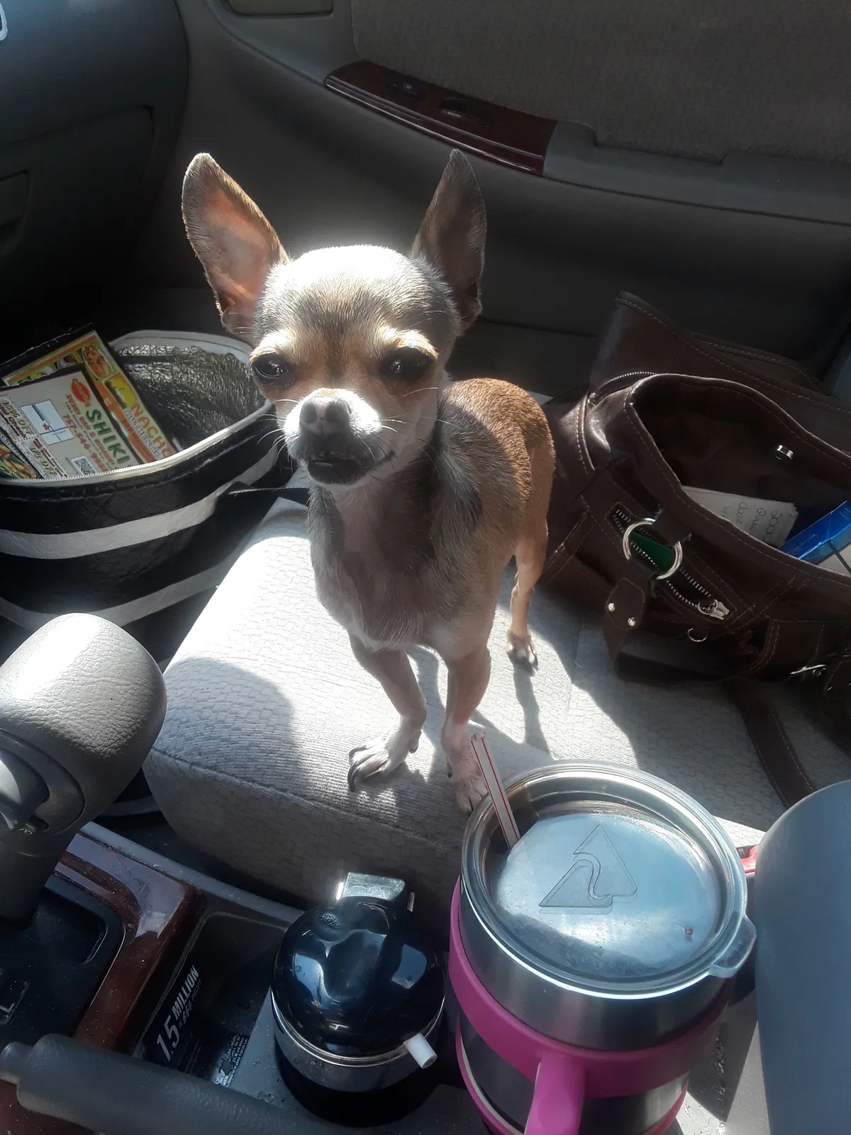 Lost dog in Chesapeake, VA, 23322