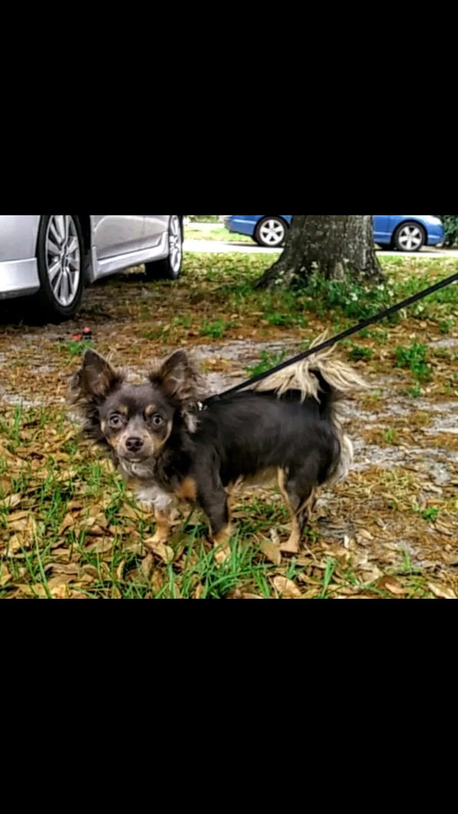 Lost dog in Davenport, FL, 33897