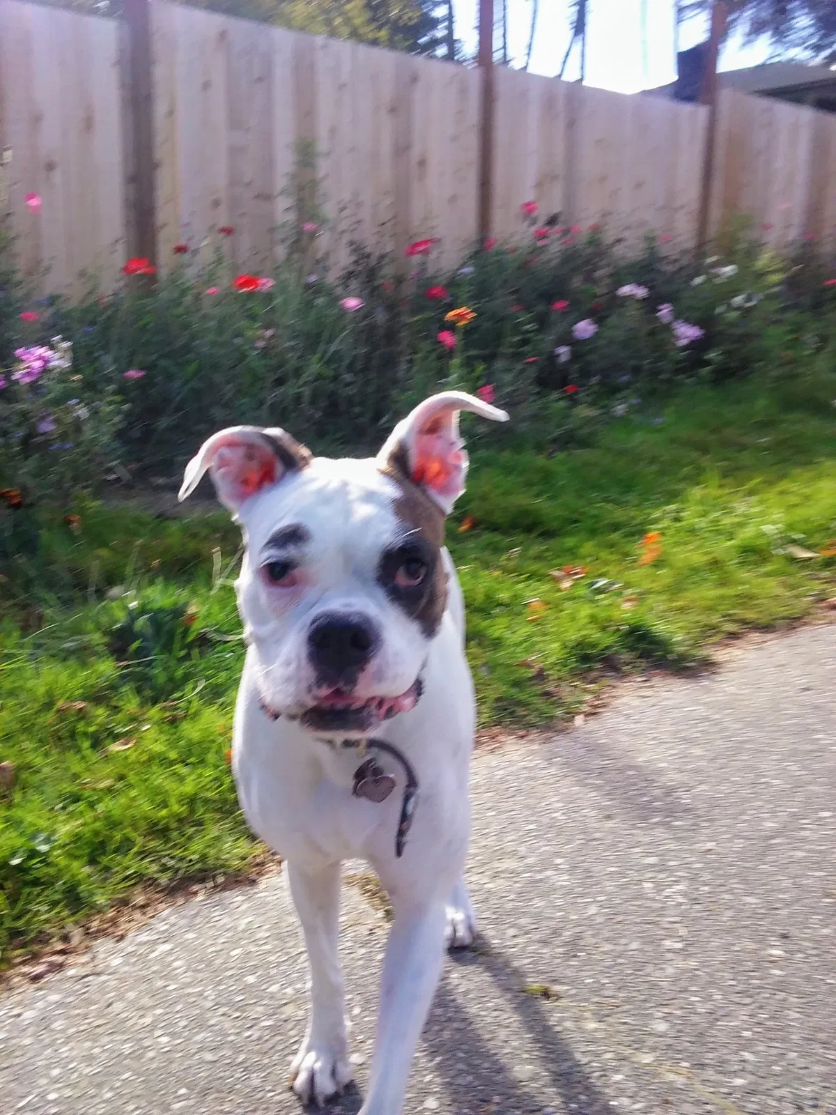 Lost dog in Seattle, WA, 98102