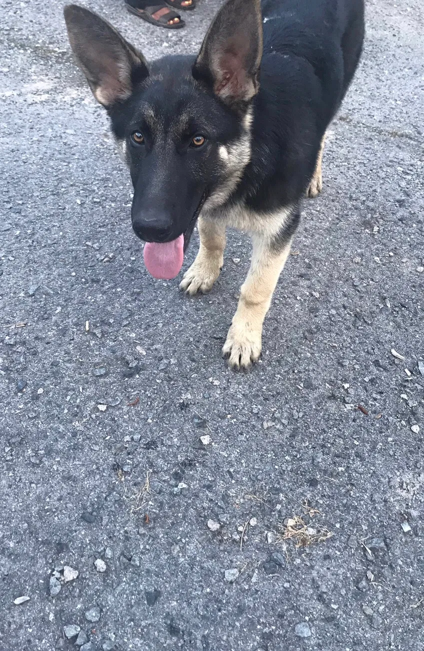 Lost dog in Hensley, AR, 72065