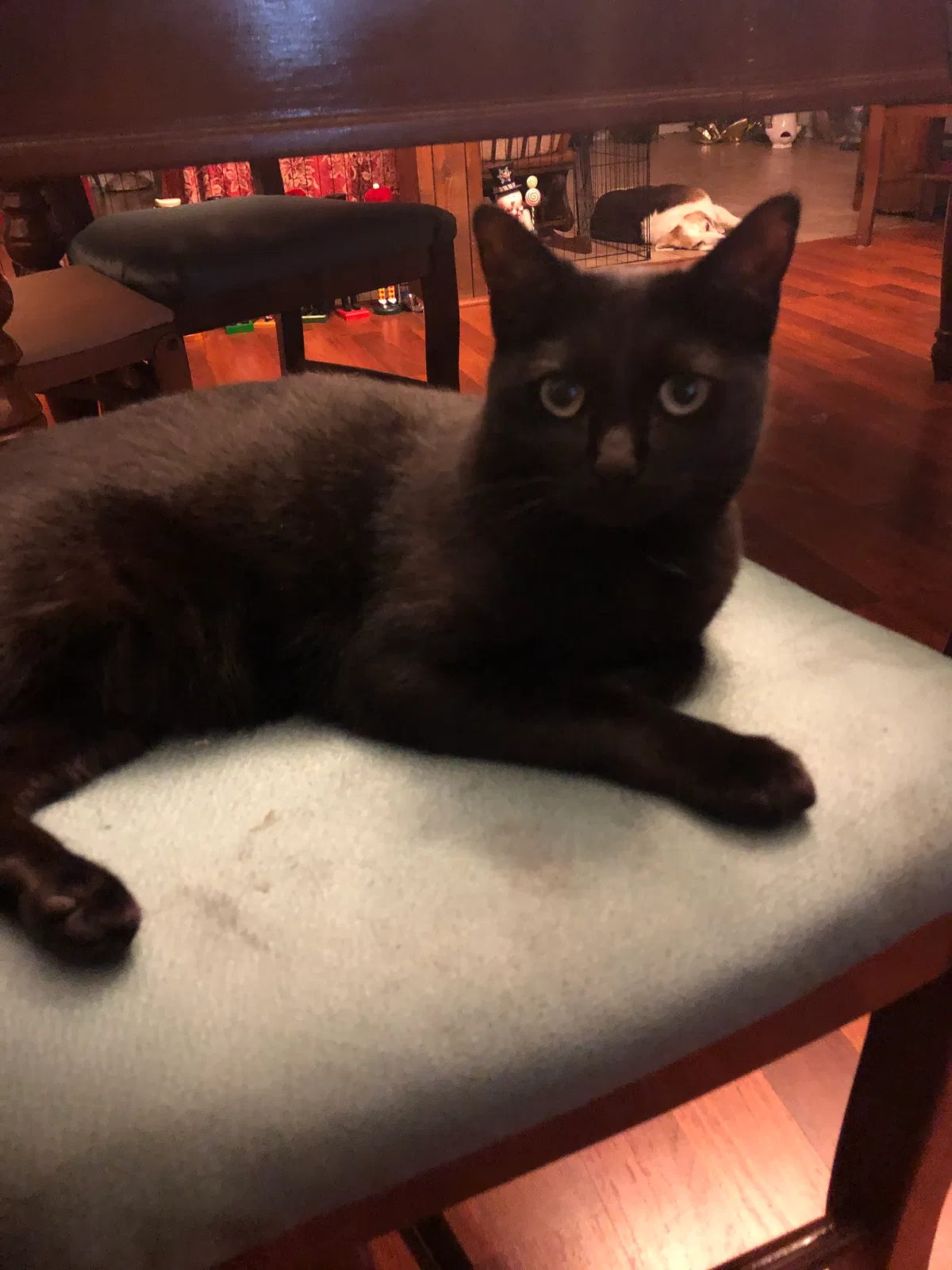 Lost cat in Lakeland, FL, 33813