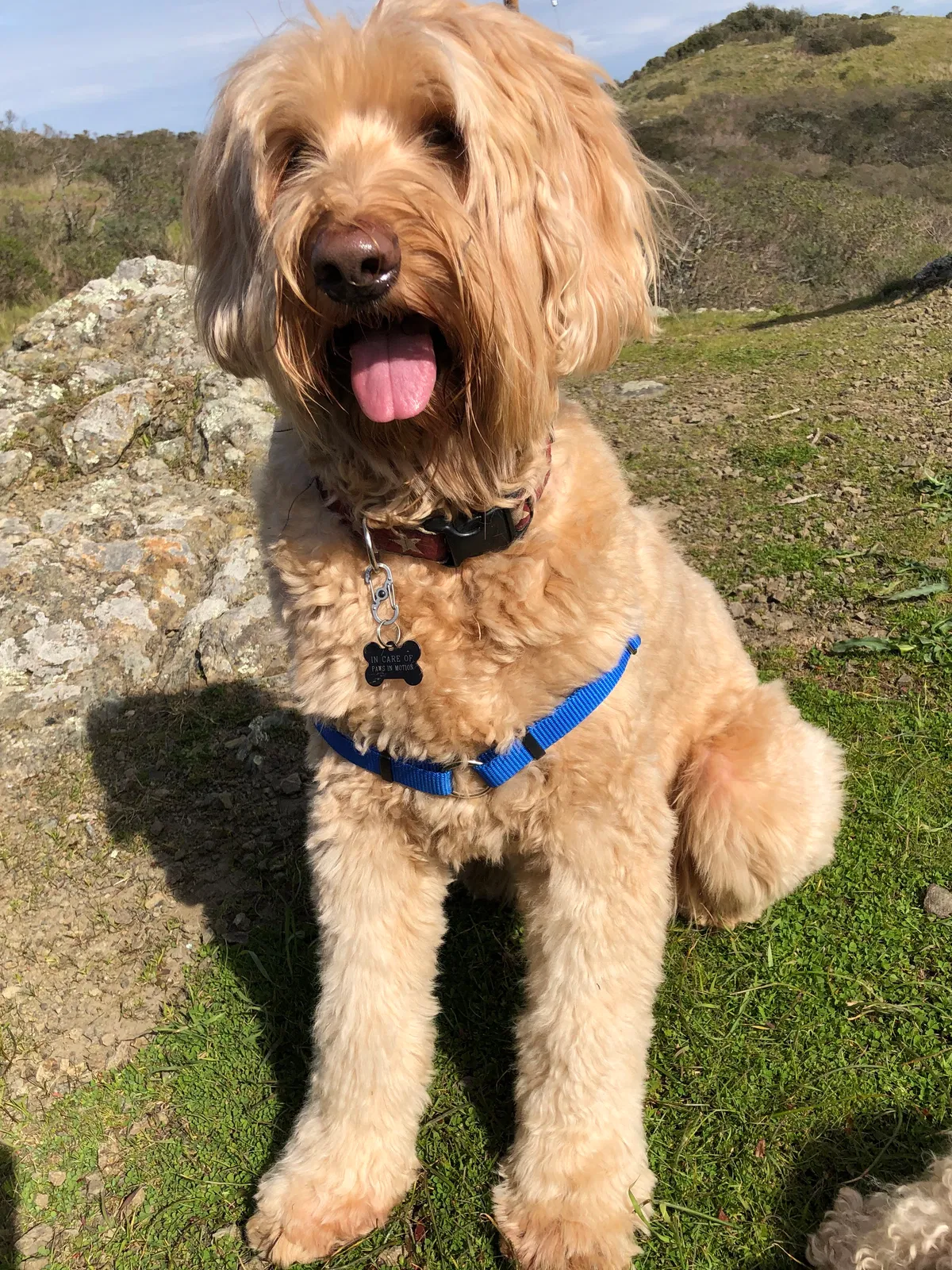 Lost dog in Mill Valley, CA, 94941